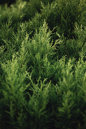 Bush, Plant, Macro, Branches, Thuja HD phone wallpaper