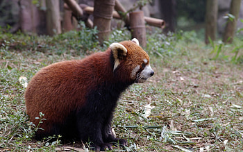 Animals, Grass, Sit, Animal, Red Panda HD wallpaper