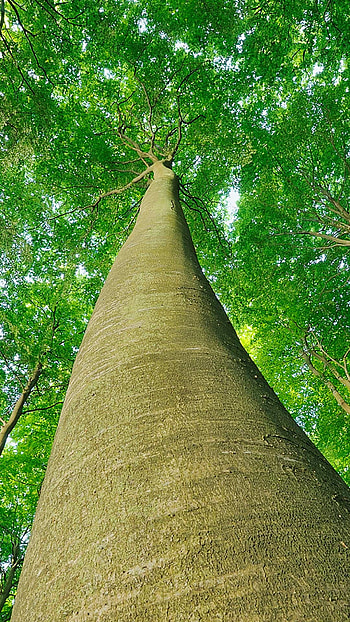 Looking up at beech trees, Jasmund National Park, Ruegen Island, Mecklenburg-Vorpommern HD phone wallpaper