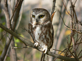 Animals, Owl, Bird, Wood, Sit, Tree, Branches, Predator, Hunting, Hunt HD wallpaper