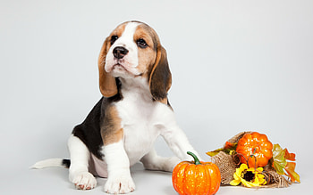 Beagle, Beagle bilder, Bilder und fotos, Beagle HD wallpaper