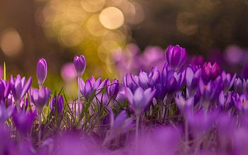 Crocuses, primavara, spring, flower, purple, bokeh, crocus HD wallpaper