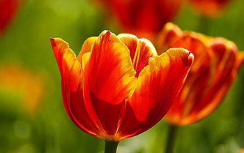 Flowers, Tulips, Bright, Sunny HD wallpaper