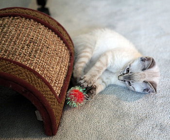 little playing kitty, cat, playing, kitty, little HD wallpaper