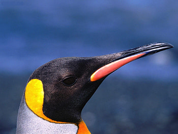 Always_Aloof_King_Penguin, animal, penguin, bird, colors, head HD wallpaper