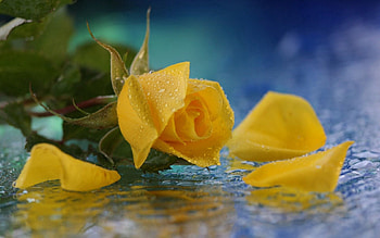 Water, Drops, Flower, Macro, Rose Flower, Rose HD wallpaper