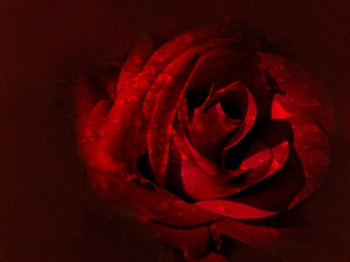 redrose, rose, nicerose, beautifulrose HD wallpaper