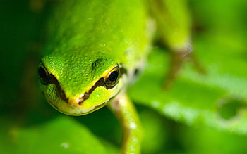 Animals, Muzzle, Eyes, Greased, Smeared, Frog HD wallpaper