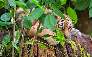 Tiger, animal, puli, jungle HD wallpaper