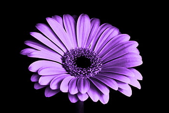 Close-up of a vibrant purple gerbera daisy against a black background, showcasing intricate petals. HD wallpaper