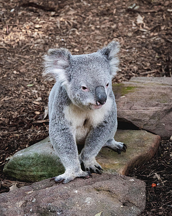 Funny, Animals, Stones, Muzzle, Animal, Koala HD phone wallpaper