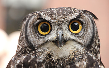 Owl, eyes, animal, bird HD wallpaper