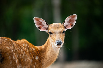 Sika deer, Sky Park Farm, West Sussex deer farm, Unique farm experience HD wallpaper