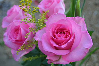 Pink Roses, bouquet, leaves, color, blossoms HD wallpaper