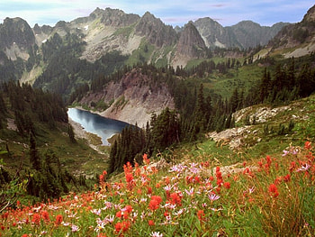 Lake and flowers, lakes, flowers HD wallpaper