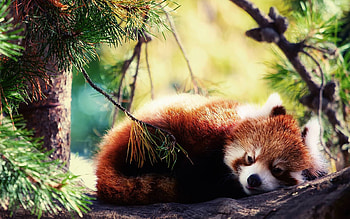 Red panda , Adorable and rare, Nature-inspired backgrounds, Whimsical charm HD wallpaper