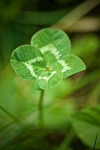 Leaves, Macro, Clover HD phone wallpaper
