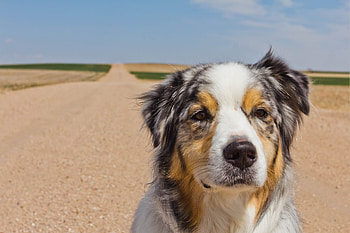 Animals, Road, Muzzle, Spotted, Spotty, Australian Shepherd HD wallpaper