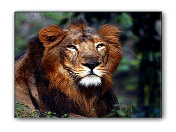 KING, animal, wild, lion, beauty HD wallpaper