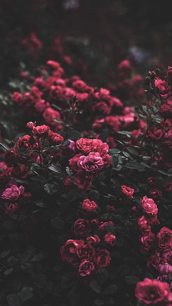 Flowers Aesthetic, Red, Roses HD phone wallpaper