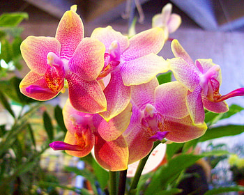 Orchids, colorful, beautiful, fresh, nice, pink, pretty, nature, flowers, lovely HD wallpaper