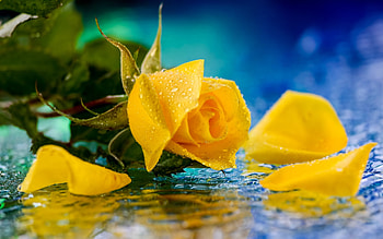 Yellow Roses, Roses, Water, Petals, Drops HD wallpaper