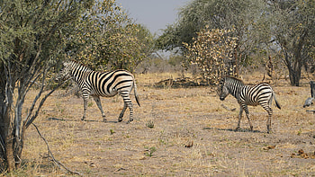 Zebras in Okavango Delta, Botswana wildlife, Stunning , Striking beauty HD wallpaper