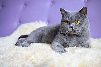 Animals, Cat, To Lie Down, Lie, Mat, Briton, Rug HD wallpaper