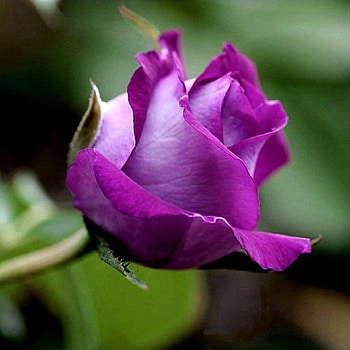 Rose, Bud, Macro, Flower HD wallpaper