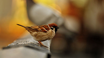 Animals, Bird, Sparrow, Blur, Smooth, Color HD wallpaper