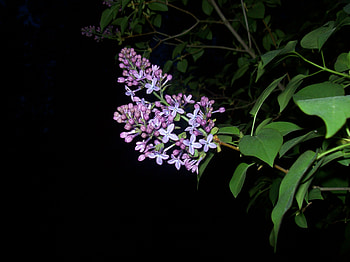 Summer has come., summer nights, forever light, flowers HD wallpaper