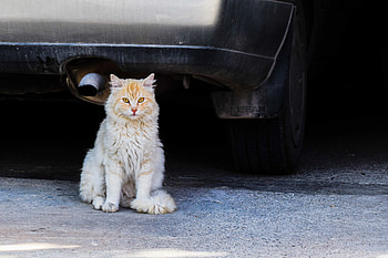 Animals, Cat, Fluffy, Is Sitting, Sits HD wallpaper