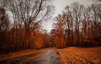 Nature, Trees, Autumn, Road HD wallpaper