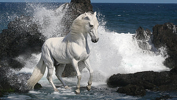Animals, Stones, Sea, Spray, Horse HD wallpaper