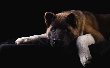 Akita , graphic beauty, Canine companions, Stunning backgrounds HD wallpaper