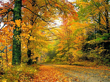 Autumn afternoon in forest, Road, Leaves, Fall, Trees, Forest HD wallpaper