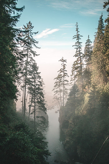 Nature, Rivers, Trees, Rocks, Fog, Gorge HD phone wallpaper