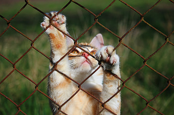 Animals, Cat, Grid, Playful, Paws HD wallpaper