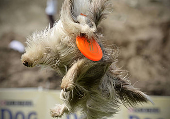 Find The Dog, dog, frisbee, hair, animals HD wallpaper