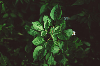 Leaves, Plant, Macro, Vegetation, Greens HD wallpaper