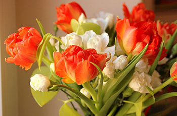 Flowers, Tulips, Blur, Smooth, Bouquet, Disbanded, Loose HD wallpaper
