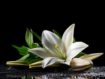 White Lily and buds, Water, Buds, Flower, Lily HD wallpaper
