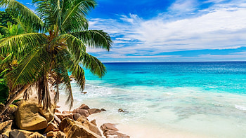 Summer Beach, shore, plam trees, sand, beach HD wallpaper