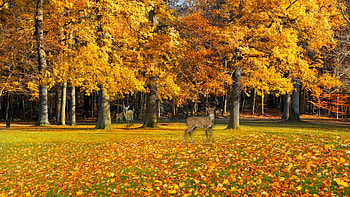 Deer in Park, leaves, fawn, deer, fall, trees, doe, autumn, buck HD wallpaper