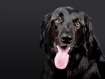 Animals, Dog, Muzzle, Protruding Tongue, Tongue Stuck Out, Hovawart, Howawart HD wallpaper
