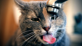cat, tap, water, drops, drink, thirst HD wallpaper
