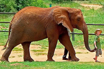 Boy w Elephant, cool HD wallpaper