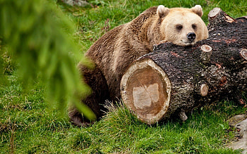 Animals, To Lie Down, Lie, Bear, Rest, Relaxation, Log HD wallpaper