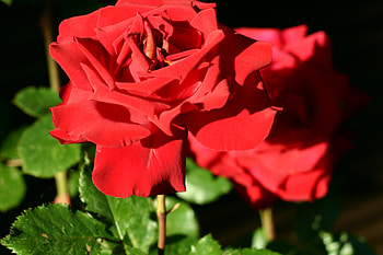 red roses in the garden, red roses, nature, flowers, roses HD wallpaper