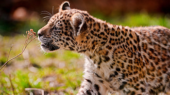 Cub, Leopards HD wallpaper